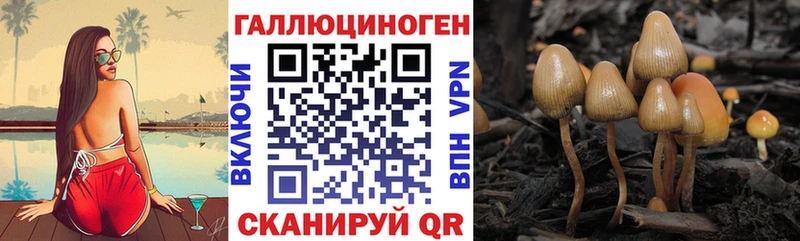 Галлюциногенные грибы Psilocybine cubensis  как найти   Пыть-Ях 